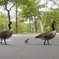 Geese crossing the road
