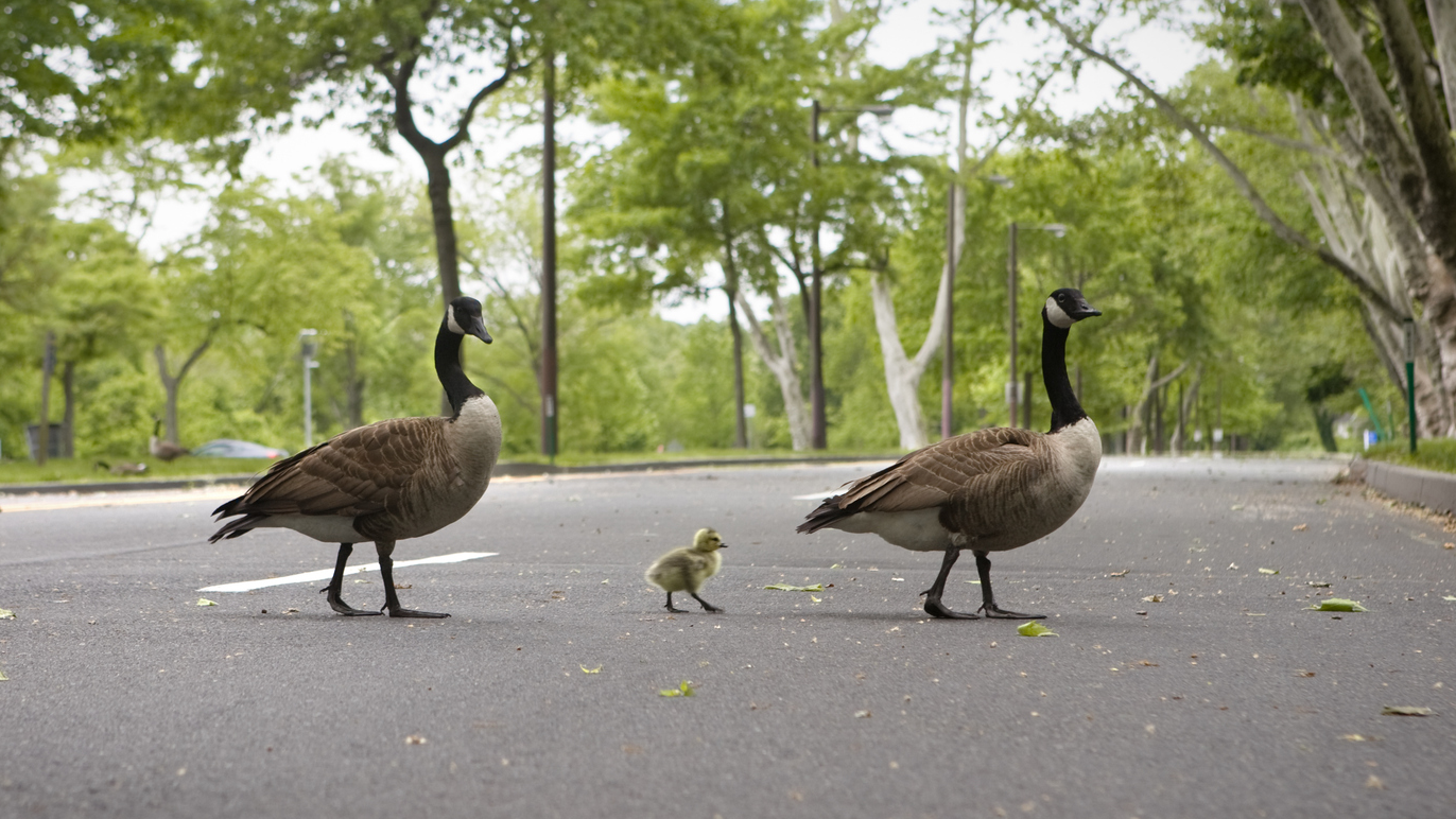Geese crossing the road