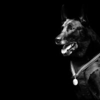 Hurricane K9