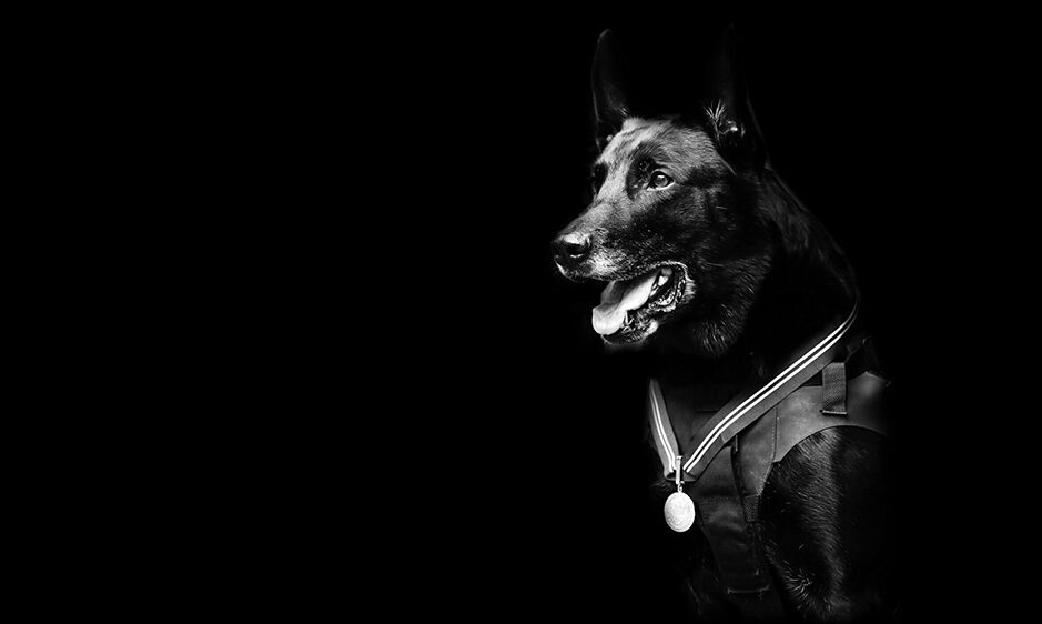 Hurricane K9