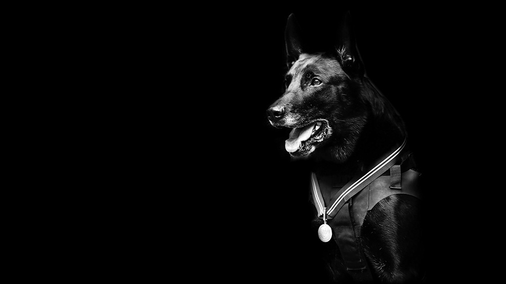 Hurricane K9